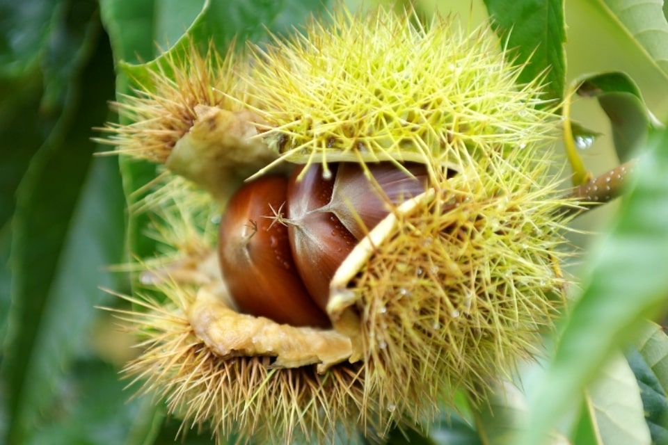 小布施町, 小布施の栗