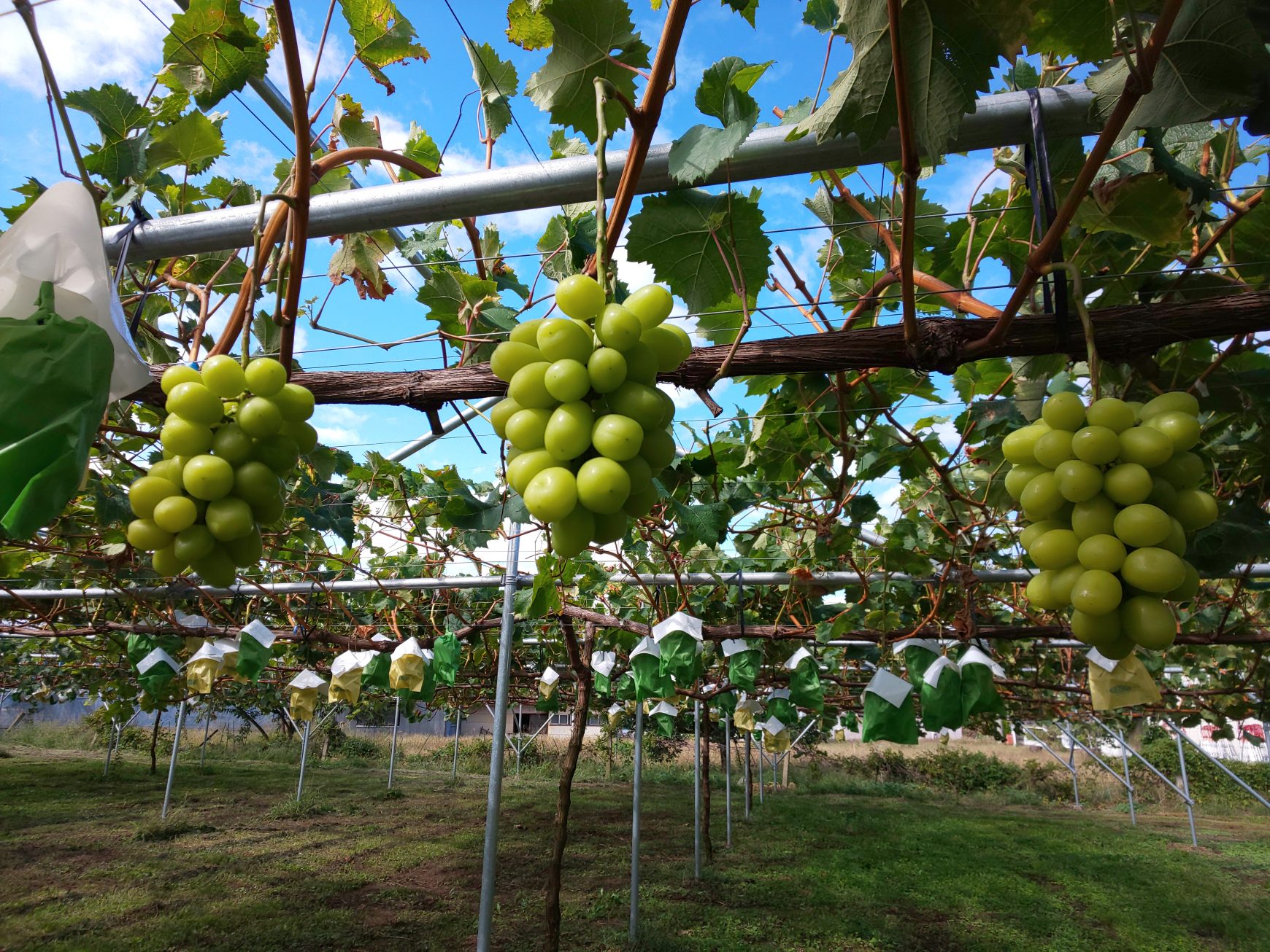小布施町, フルーツ狩り